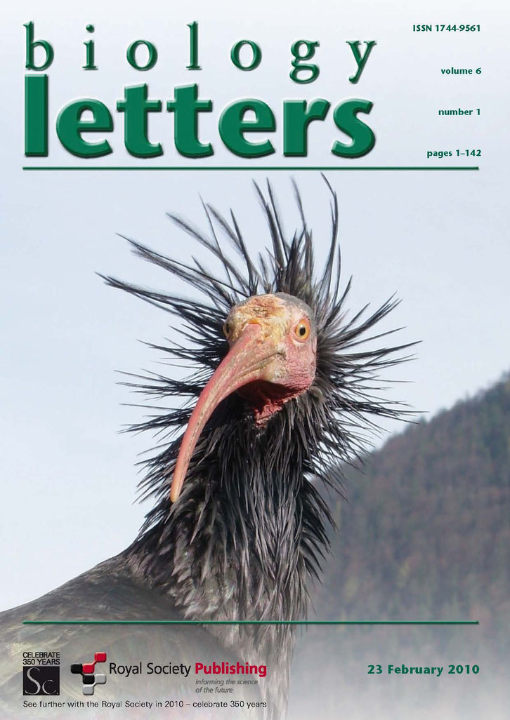 cover of the journal biology letters showing a bald ibis