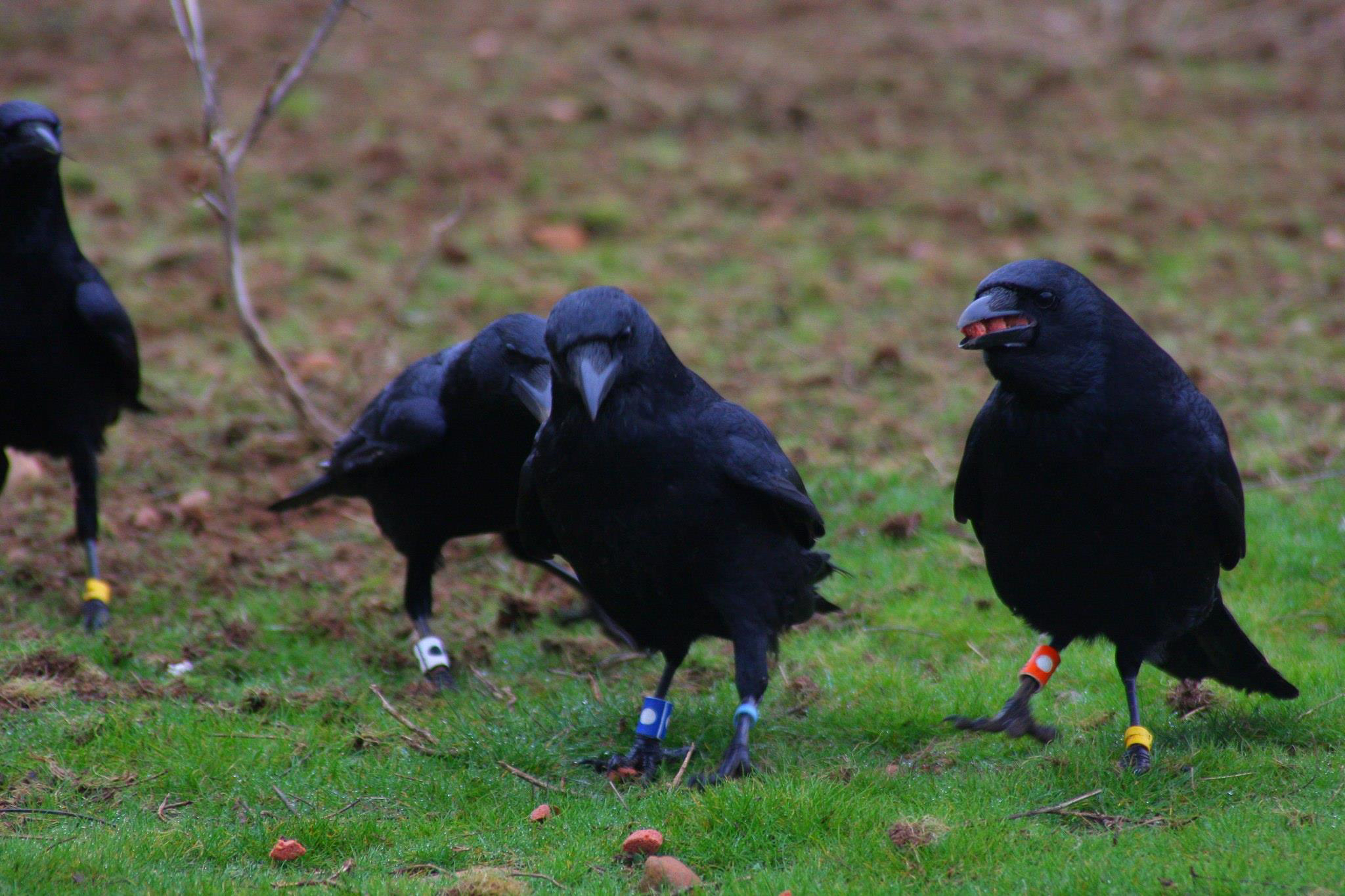 group of carrion crows