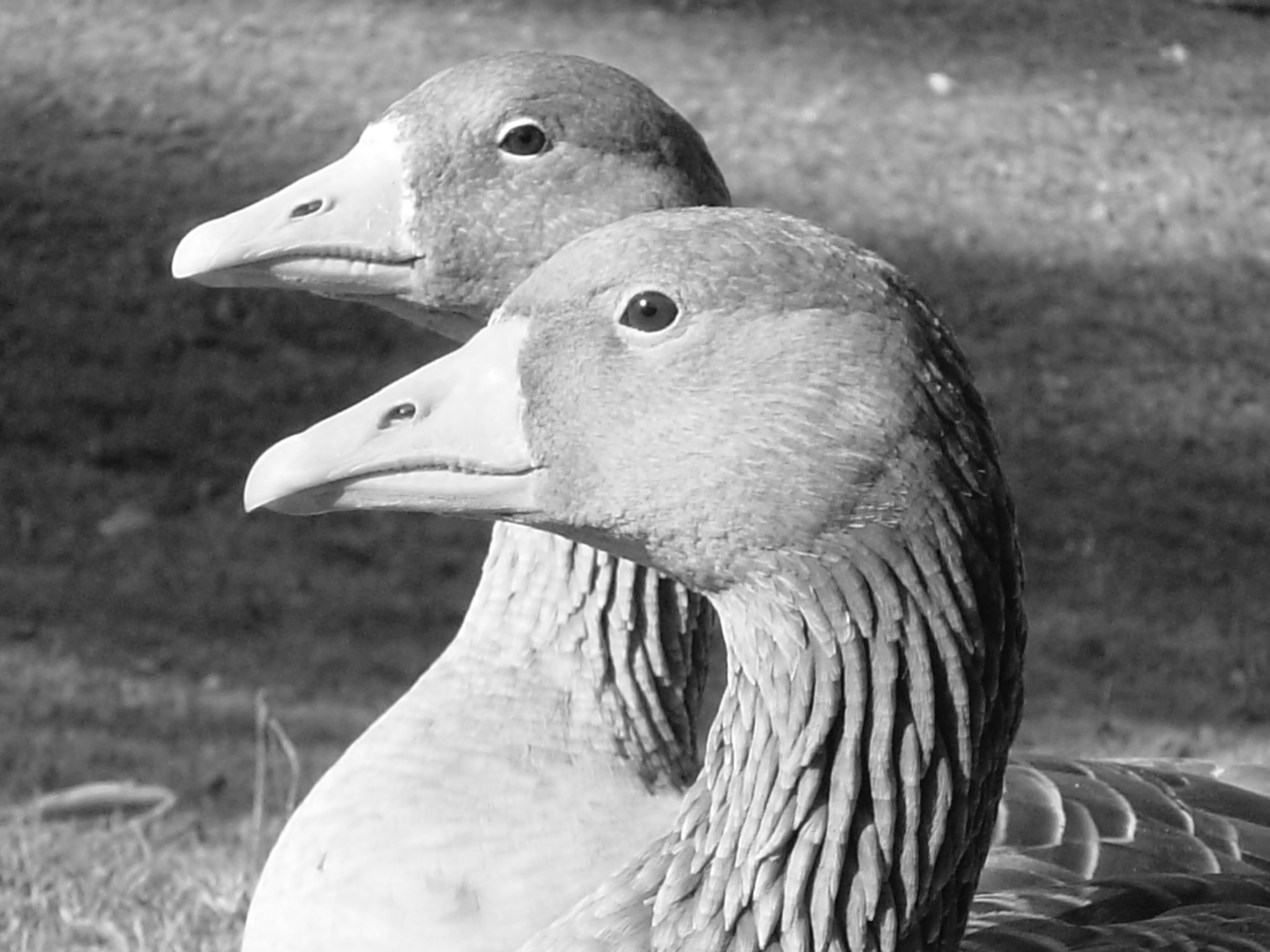 two greylag geese